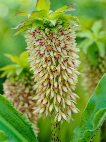 Eucomis Bicolor (Pineapple Lily)