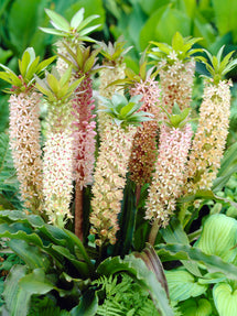 Eucomis Comosa Mixed (Pineapple Lily)