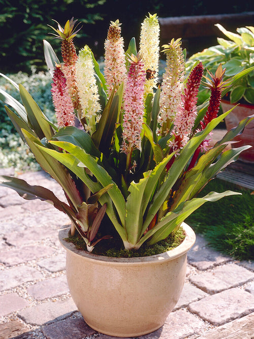 Top size Eucomis (Pineapple Lily) bulbs from Holland