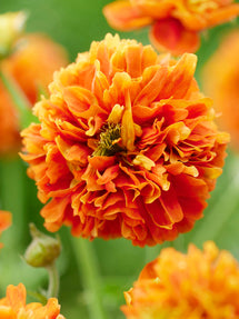 Geum Orange Pumpkin