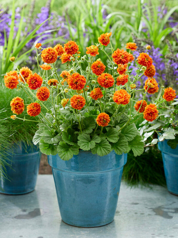 Geum Orange Pumpkin