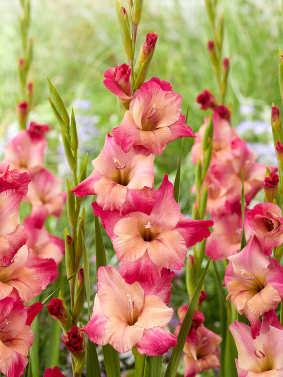 Gladiolus Apricot Bubble Gum. bulbs for spring delivery UK