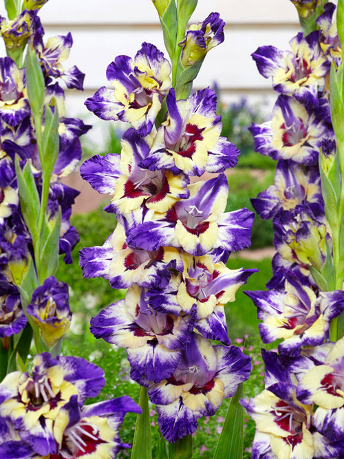 Gladiolus Circus Color Corms