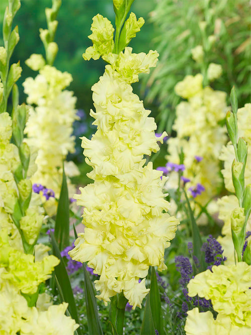 Gladiolus Lemon Ruffle, Gladiolus Corms for UK Delivery 