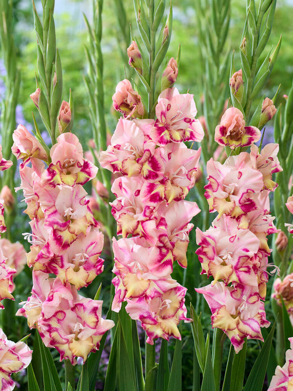 Buy Gladiolus Quepo Bulbs