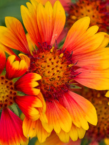 Helenium Mardi Gras (Sneezeweed)