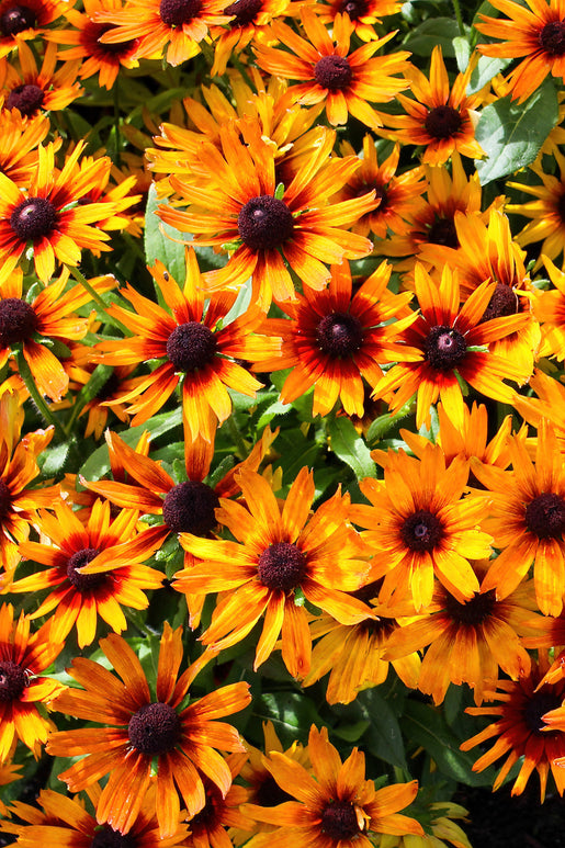 Helenium Mardi Gras (Sneezeweed)