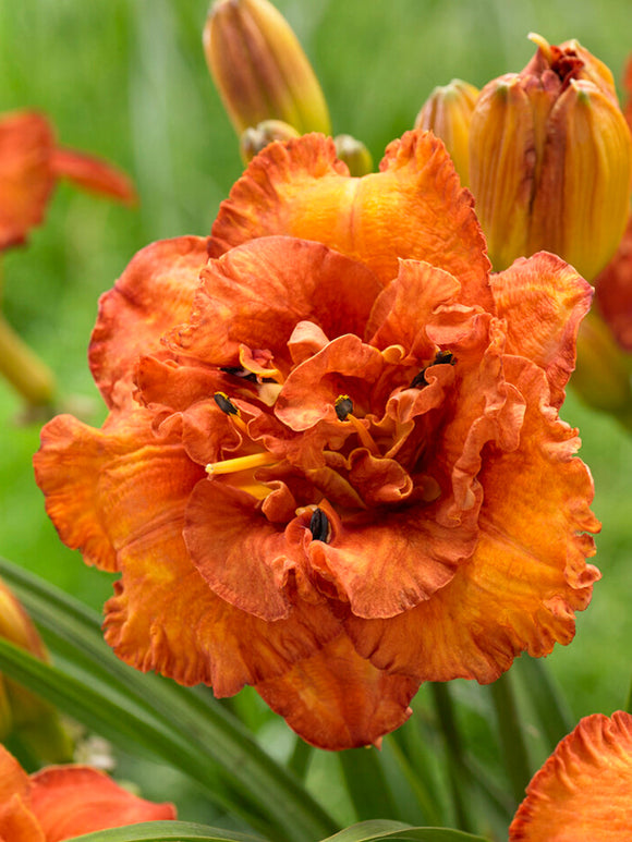 Daylily Awesome Luck (Hemerocallis) Bare Root Plants