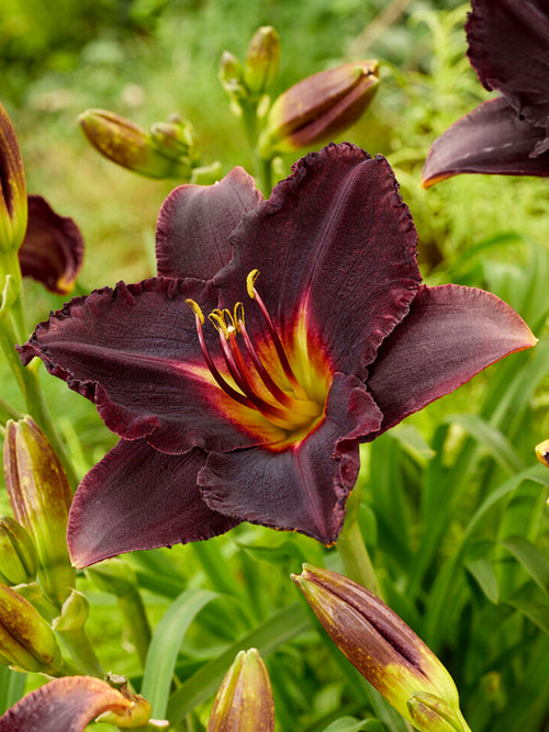 Daylily Black Stockings (Hemerocallis)