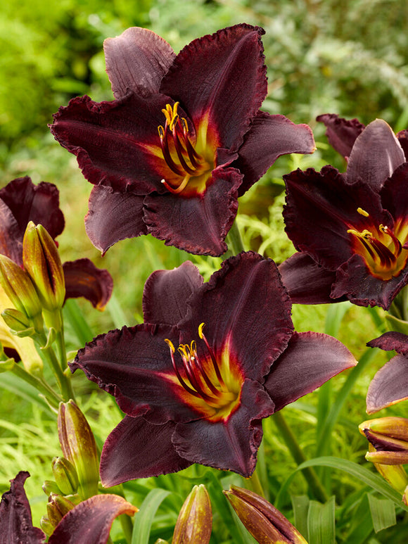 Daylily Black Stockings (Hemerocallis) Bare Root Plants