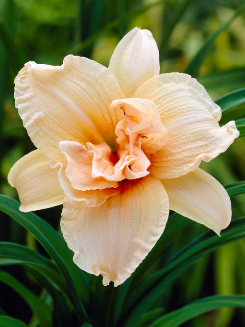 Daylily Double Dream (Hemerocallis)