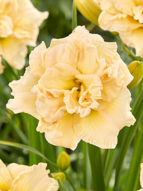 Schnickel Fritz Daylily bulbs