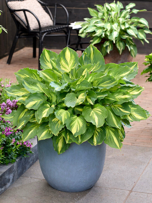 Hosta Lakeside Paisley Print