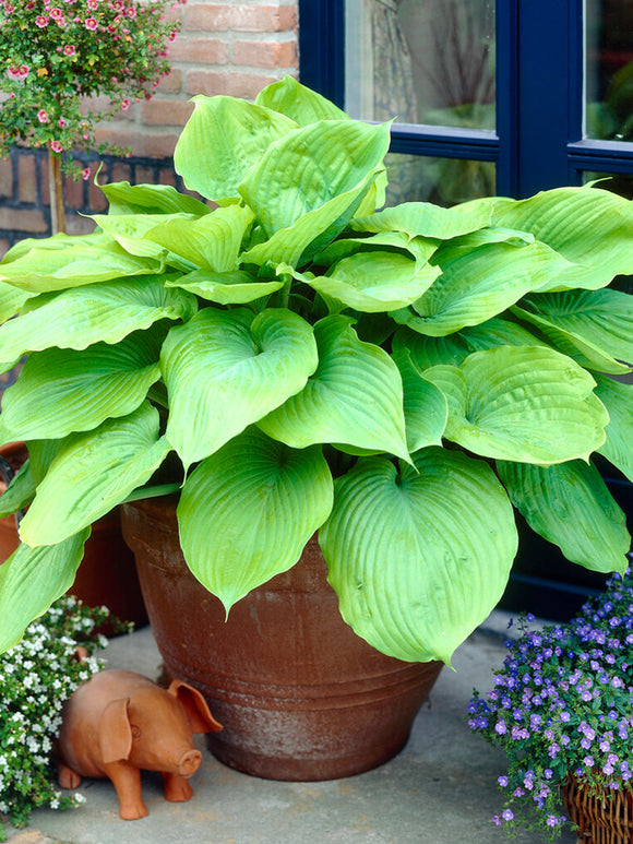 Hosta Sum and Substance Bulbs