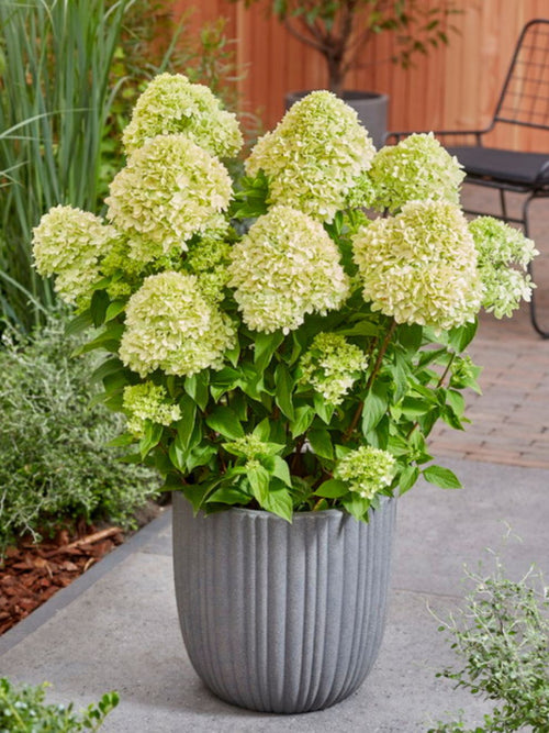 Hydrangea bare root plants Bee Happy