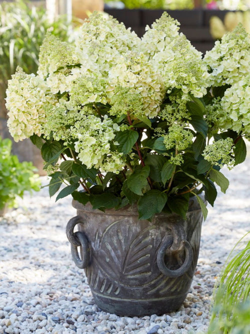 Hydrangea Bee Happy