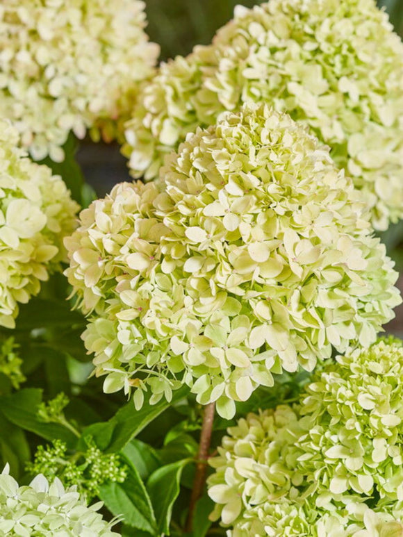 Hydrangeas Plants Bee Happy