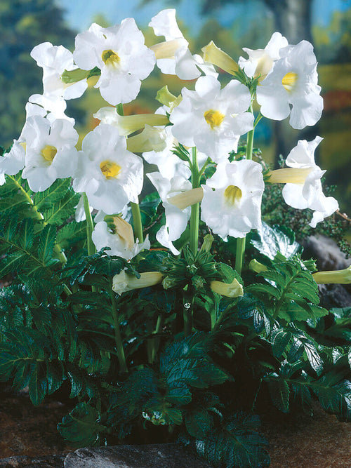 Incarvillea Delavayi Snowtop (Hardy Gloxinia)