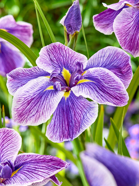 Japanese Iris Dinner Plate Sundae