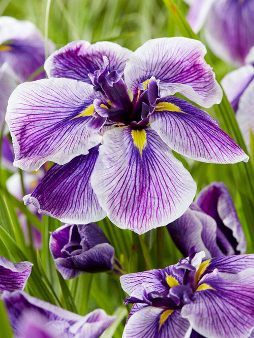 Japanese Iris Dinner Plate Sundae