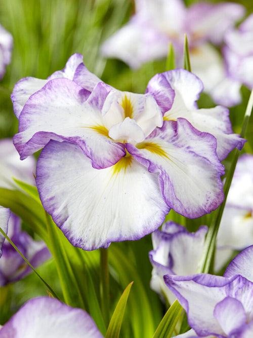 Japanese Iris Light and Dawn Bare Roots