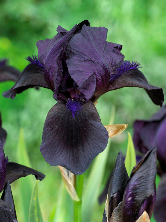 Bearded Iris Black Knight