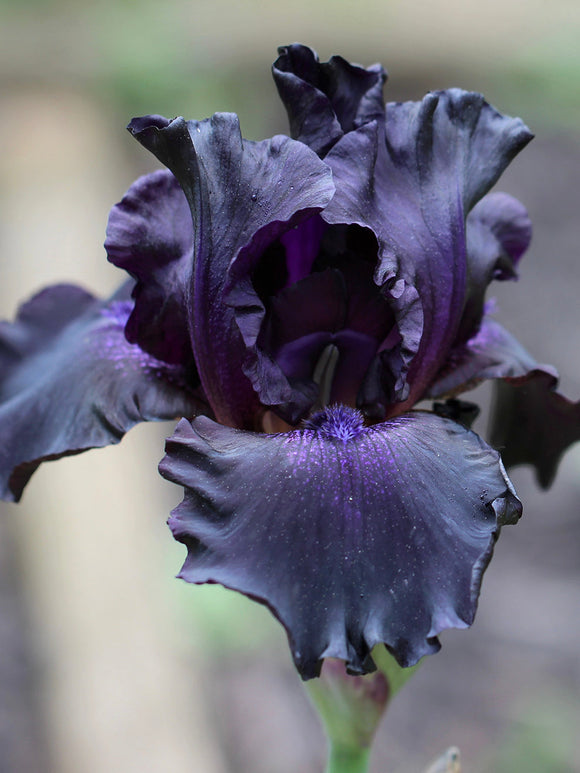 Buy Bearded Iris Black Knight Bare Roots, UK delivery in spring