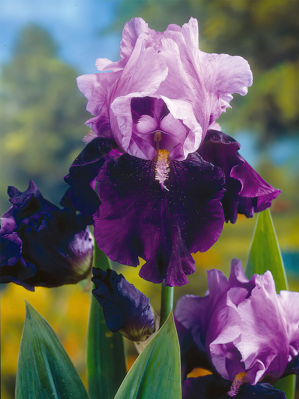 Bearded Iris 'Bluebird Wine' | Bare Root Iris | DutchGrown™