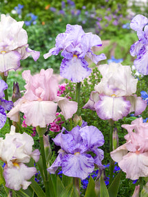 Bearded Iris Pastel Collection