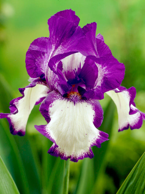 Bearded Iris Stepping Out