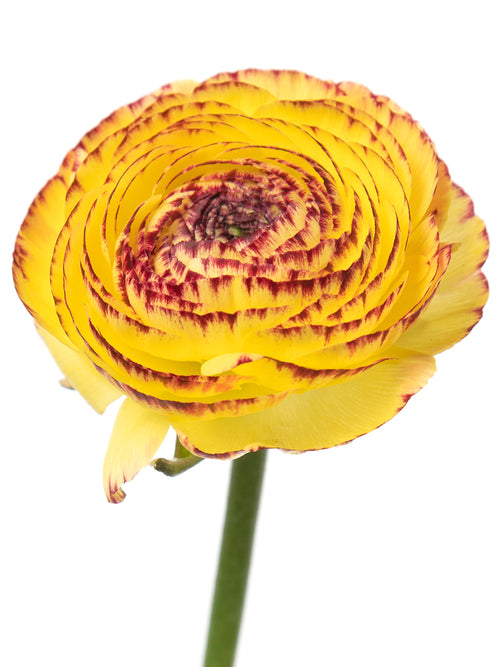 Italian Ranunculus Elegance Giallo Striato