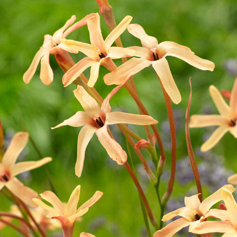 Buy Ixia paniculata Eos 