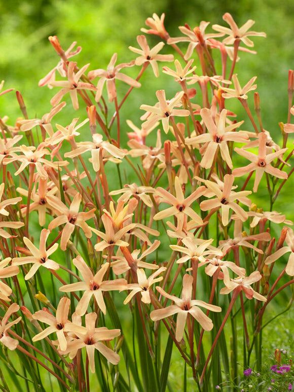 Ixia paniculata Eos for UK Shipping in Autumn