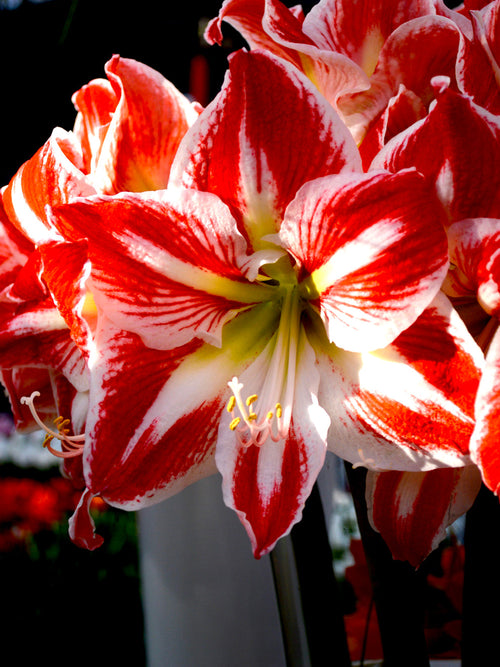 Jumbo Amaryllis Spartacus