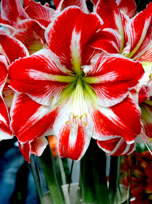 Jumbo Amaryllis Spartacus Bulbs