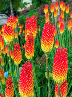 Red Hot Poker Uvaria (Kniphofia)