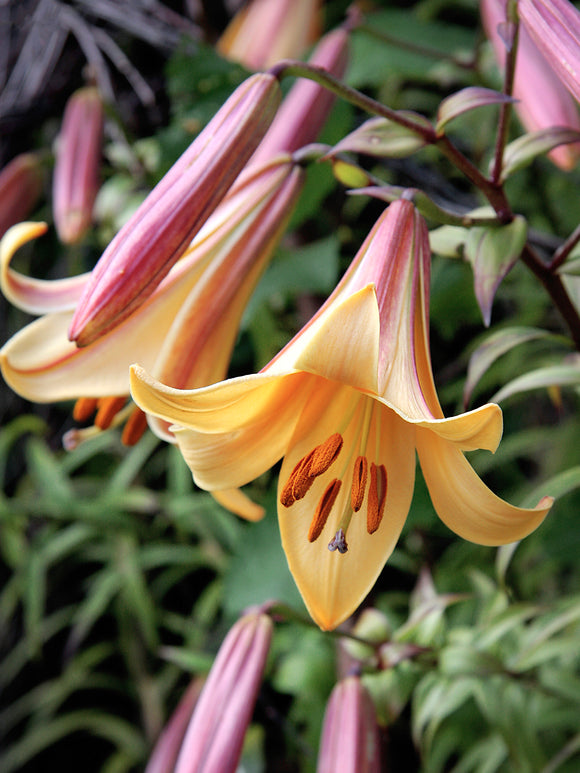 Lily African Queen