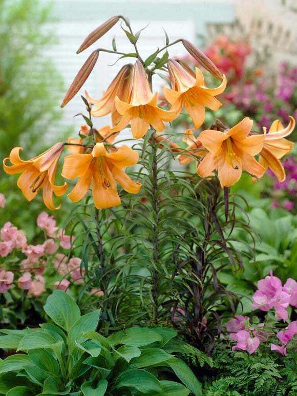 Lily African Queen Bulbs