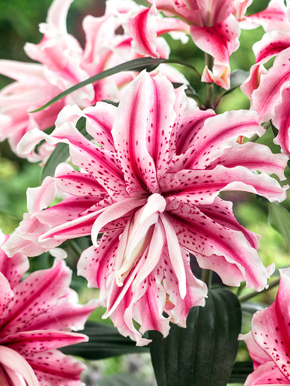 Lily bulbs Lily Magic Star