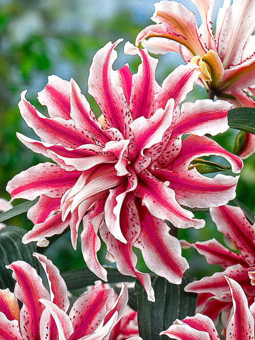 Lily Magic Star, Lily bulbs for spring planting 