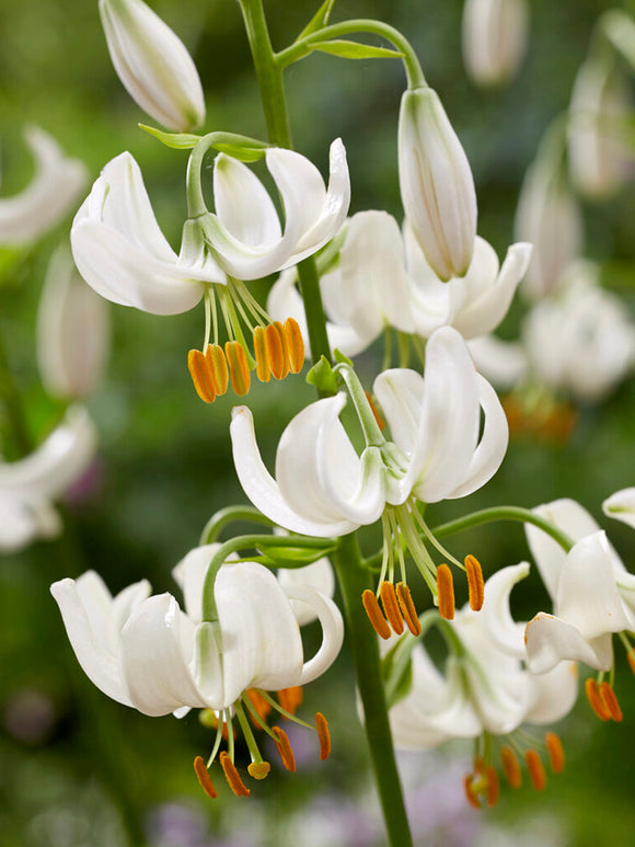 Lily Snowy Morning