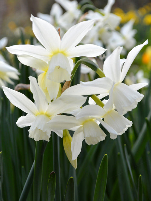 Mini Daffodil Thalia - UK Delivery