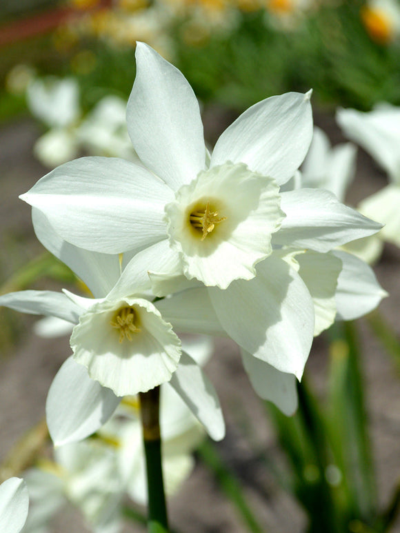 Thalia Daffodil Bulbs