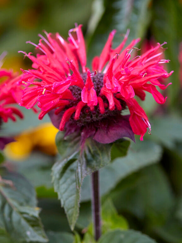 Monarda Bee Happy (Bee Balm) Bare roots