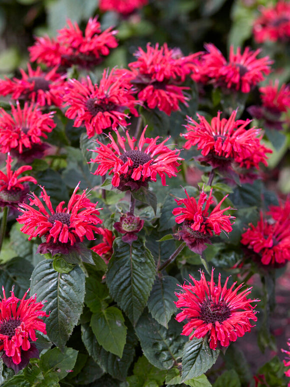 Monarda Bee Happy (Bee Balm) Bare Root Plants