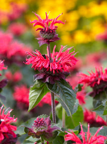 Monarda Bee Happy (Bee Balm)