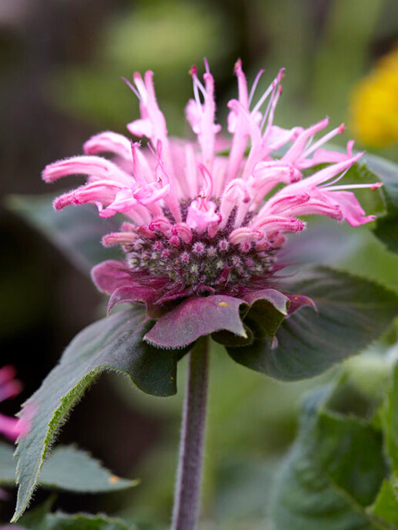 Monarda Bee Lieve (Bee Balm)