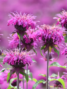 Monarda Cranberry Lace (Bee Balm)