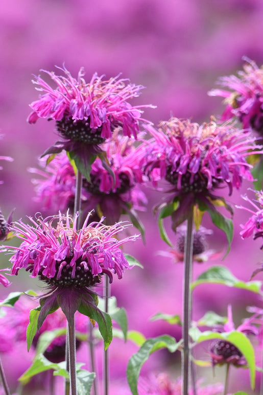 Buy Monarda Cranberry Lace (Bee Balm) Bare Roots