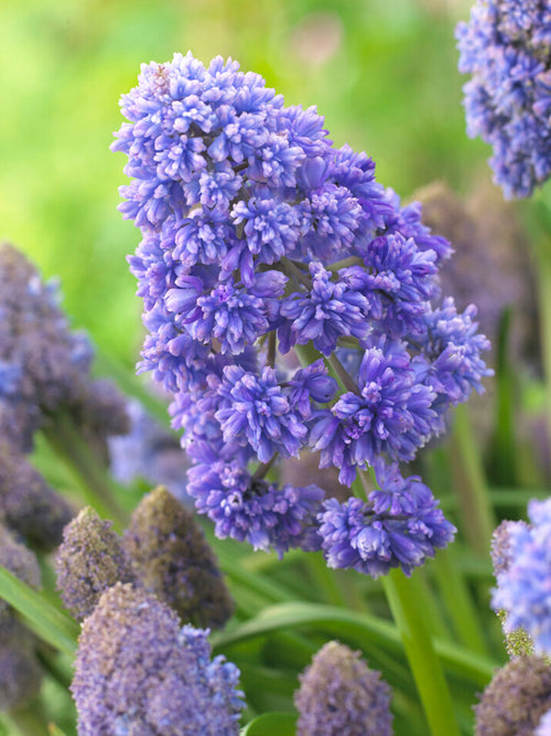 Blue Hyacinth Bulbs, Muscari Fantasy Creation (Grape Hyacinth)